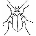 Thin Beetle