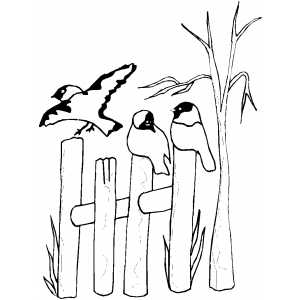 Birds On Fence coloring page