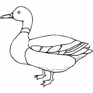 Duck Coloring Pages on Mallard Duck Coloring Page