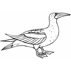 Proud Bird coloring page