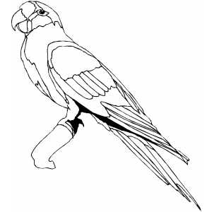 Proud Conure On Branch coloring page