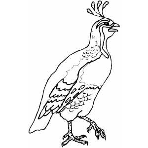 Quail coloring page
