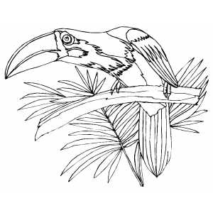Sad Parrot On Branch coloring page