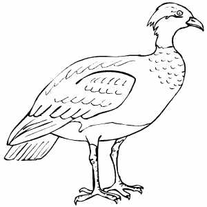 Severe Bird coloring page