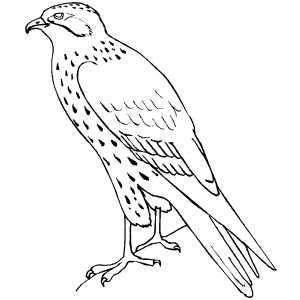 Standing Falcon coloring page