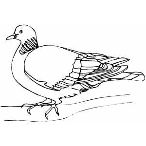 Woodpigeon coloring page