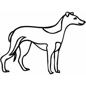 Greyhound coloring page