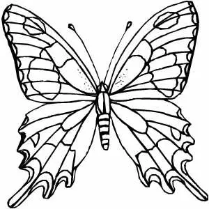 Amazing Butterfly coloring page