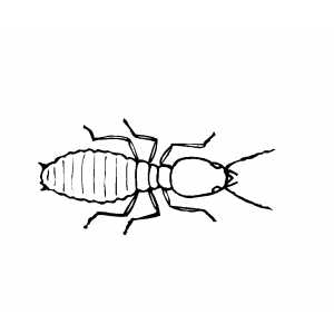 Termite coloring page