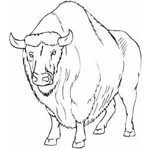 Angry Buffalo coloring page