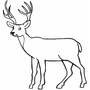 Deer Looking At You coloring page