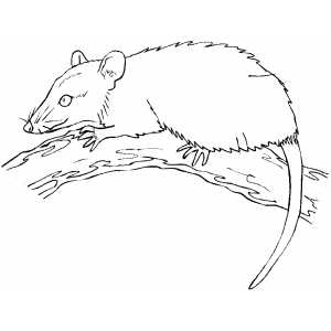 Mouse On The Tree coloring page