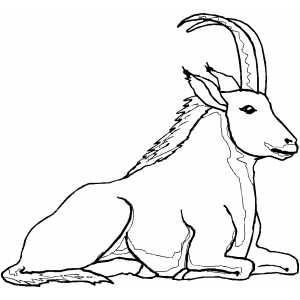 Sitting Ibex coloring page