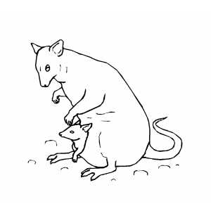 Wallaby coloring page