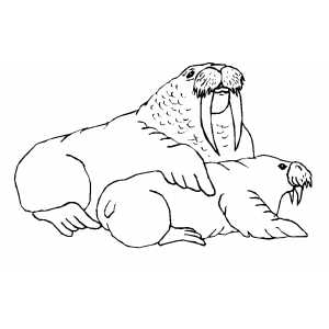 Walrus And Pup coloring page