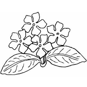African Violets coloring page