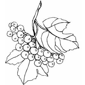 Branch And Berries coloring page