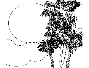 Caribbean Trees Coloring Page