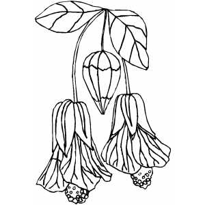 Looking Down Flowers coloring page