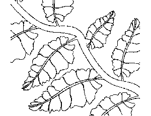 Vine with Leaves Coloring Page