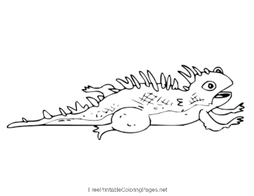 Iguana coloring page