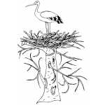 Stork In Nest