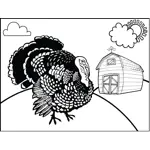 Turkey on Farm