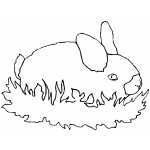 Rabbit In Grass