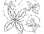Leaves and Vines Coloring Page