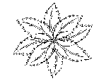 Star Leaf Coloring Page