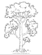 Tall_Tree