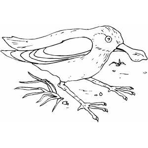 Bird With Funny Beak coloring page