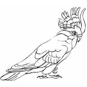 Cockatoo coloring page