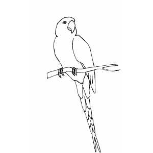 Conure On Branch coloring page