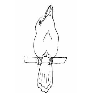 Kookaburra coloring page