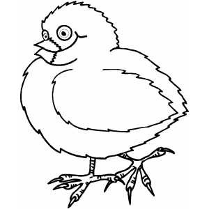 Little Chicken coloring page