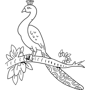 Peacock on Branch coloring page