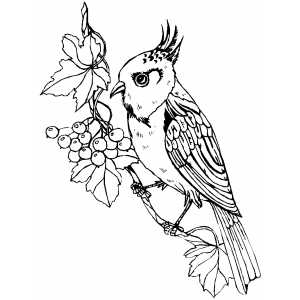 Perched Bird With Berries coloring page