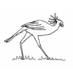 Secretary Bird coloring page