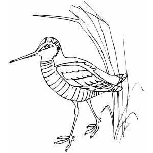 Snipe coloring page