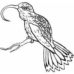 Sunbird coloring page