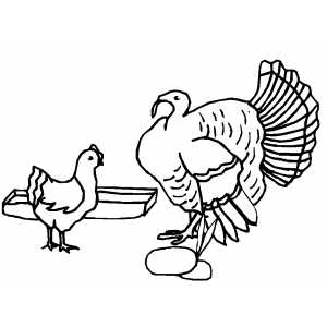 Turkey And Chicken coloring page