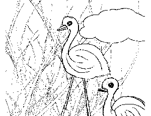 Wild Birds coloring page