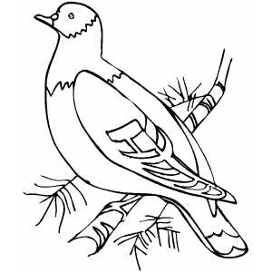 Woodpigeon On Tree coloring page