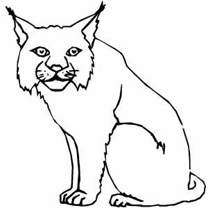 Lynx coloring page