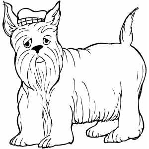 Scottie With Hat coloring page