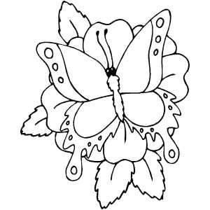 Butterfly On Flower coloring page