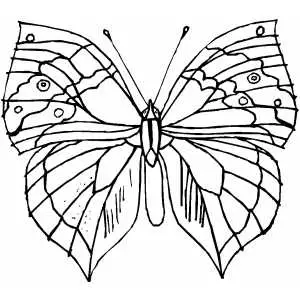 Butterfly With Strange Wings coloring page