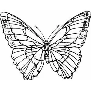 Butterfly With Wide Wings coloring page