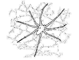 Spider on Web Coloring Page